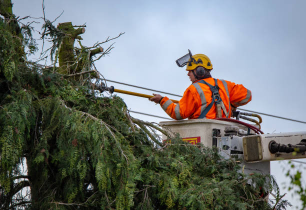 How Our Tree Care Process Works  in  Brogden, NC